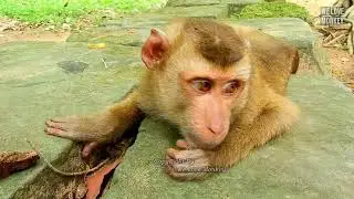 Poor Life of Gentle Monkey Rolex Always Stay Away From Group, Rolex Got Food to Eat By Cameraman