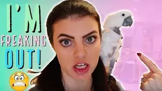 OH NO! MY PARENTS ARE COMING! & I HAVE NEW PETS, NO CHILDREN! (Vinny Subtitles Rant)