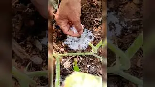 Urea application for vegetative growth 😁🏡#youtubeshorts #youtubeshorts #gardening #nature