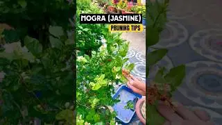 Jasmine Pruning Secrets Every Gardener Should Know! #Jasmine #GardeningSecrets #flowercare