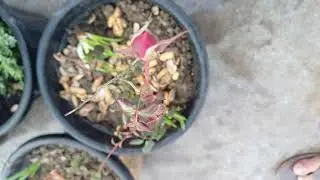 Rose bud is about to open || Growing Rose plant on terrace garden #gardening #nature #viral #beauty 