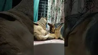 Queen the GSD famous and funny Security System