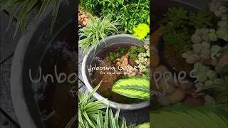 Unboxing Guppies from Mj aquashoppe #ytshorts #guppies #minipond