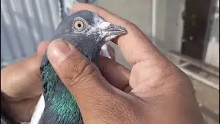  22 پٹیاں پٹے 9 پر اور 10 پر صاف اوریجنل میاں صاحب والے اور چوئی سخی والے چیمپین وساق اور جیٹ کے لیے