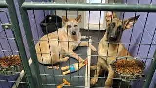GaDaH - Kennel Crew with Squeaky Chickens - December 16, 2025