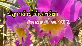 วิธีปลูกกล้วยไม้ แคทลียา