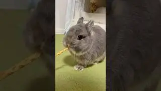 うさぎ専用のプリッツをぽりぽりかじかじ♪#shorts #asmr #うさぎ #rabbit #bunny #