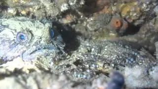 Eastern Frogfish, Batrachomoeus dubius and young