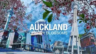 Best Places to See Cherry Blossoms in Auckland | Auckland in Spring