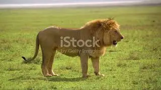 Africa Unleashed A Journey into the Wild