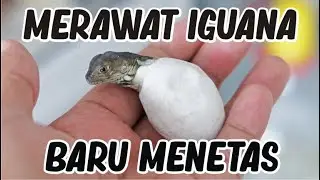 CARA MERAWAT IGUANA YANG BARU MENETAS DARI TELUR
