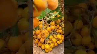 yummy Loquat #fruit #yammi #sweet #loquat #youtube #viral #youtubeshorts