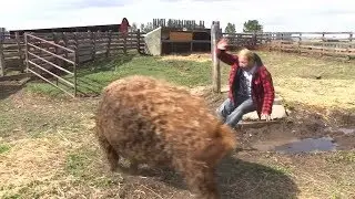 Wann h&ouml;ren die Menschen endlich auf die Schweine zu reiten?