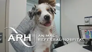 Что такое &laquo;щенячий сап&raquo;? &mdash; Доктор Тим Хьюго