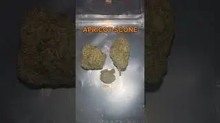 Apricot Scone Cannabis Flower Strain #cannabiseducation #strainreviews #420 #cannabiscommunity