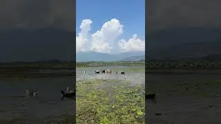 Ducks in wular lake# wular lake# Bandipora# sopore