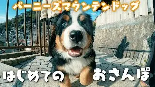 はじめてのお散歩！バーニーズマウンテンドッグの赤ちゃんのテオです