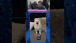 Raided my friend 😂🐶| twitch.tv/neonpsh - giveaways and tournaments every month!