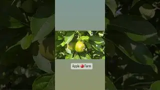 Apple 🍎 Farm #farming #apple #shorts #trending #usa
