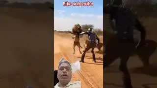 Lion Suddenly Attacked 😱 | Brave Man Face to Face 🦁 #shorts