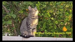 Tibbs  (Support TNR)