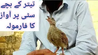 Teetar k Bach ki Cite Pr Awaz  Teetar Chicks Cite Voice Teetar Chick Ki Awaz Teetar  ki First Boli