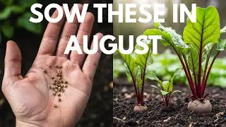 Must-Sow Seeds for August For A Fall and Winter Harvest