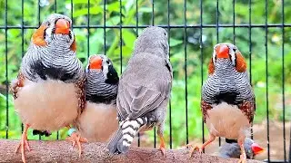 Zebra finches singing sound: zebra finch sing a song and talk with friend together. They're so funny