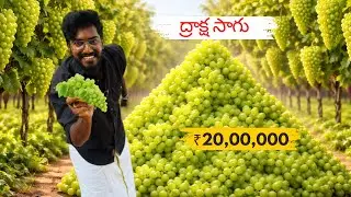 ₹20,00,000 🍇 లాభం ఒక్క సంవత్సరంలో ఉందా? ద్రాక్ష సాగు |Agrotill #farming