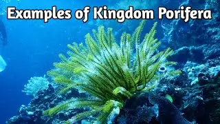 Examples of Kingdom Porifera #shorts #neet #porifera #examples