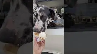 Great Dane Love Eating Ice Cream at Handel's