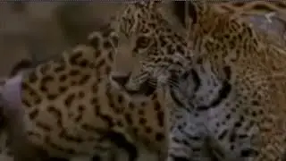 Jaguar Mother and Cubs in the Wild | BBC Studios