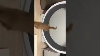 Lazy Cat Chooses Sleep Over Exercise | Bite-Sized Funny Videos