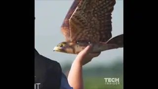 Robotic birds of prey flying like real falcons