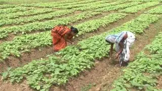Teak Nursery (साग रोपवाटिका)