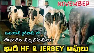 Cell ; 9515088957 సుఫియాన్ డైరీ ఫార్మ్ పుంగనూరు //#cow 