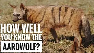 Aardwolf || Description, Characteristics and Facts!