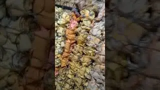 Colchones resortados