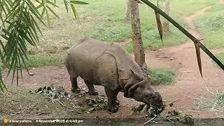Thiruvananthapuram Zoo Kerala Videos