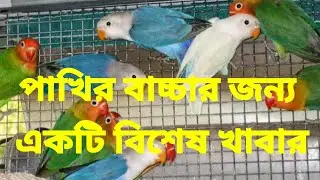 পাখির বাচ্চার জন্য একটি বিশেষ খাবার//বার্ড লাভার সঞ্জয়//Bird Lover Sanjoy 