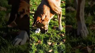 dog sniffing the ground briefly, then kicking backward again,