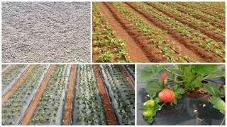 Strawberry Cultivation In Mahabaleshwar ||Step wise Explained||