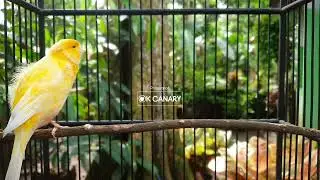 Секрет быстрой трели канарейки: Лучшие звуки для дрессировки❗❗