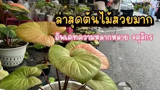 ต้นไม้สวยๆ เพียบ แน่นๆทุกชนิด มีให้เลือกเยอะ ตลาดต้นไม้จตุจักร