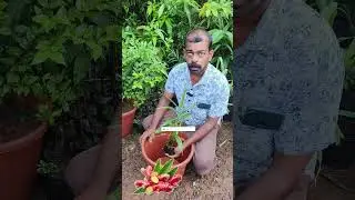 തരംഗമായി ചുവന്ന ഇഞ്ചി | Medicinalplants | Red Ginger| N.P Liya Garden Malappuram, Pazamallur