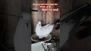 hamara bakt nhi hamara dor abega 🔥🕊️ #viral  #pigeon #bird  #trandig  #kabutarshorts #funny  #viral