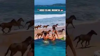 Islands Infested With Animals! #shorts #travel #animals