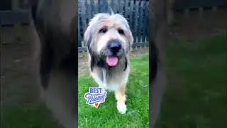 #dresaj #multumiri #urmaritori #doglife #pets #dogtraining #doglover #cute