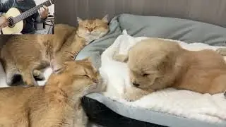 When I dream / Carol Kidd / Puppy & Cat / Guitar