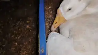 അടയിരുന്നഎൻ്റെ അരയന്ന കുഞ്ഞുങ്ങൾ വിരിഞ്ഞു